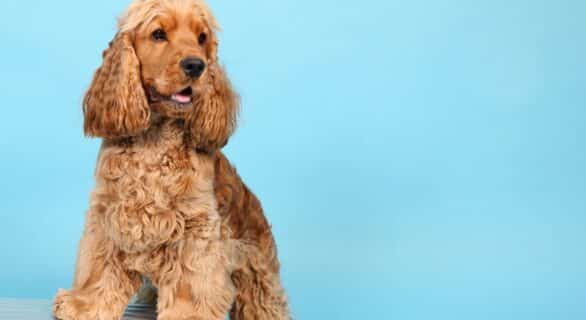 Cocker spaniel anglais