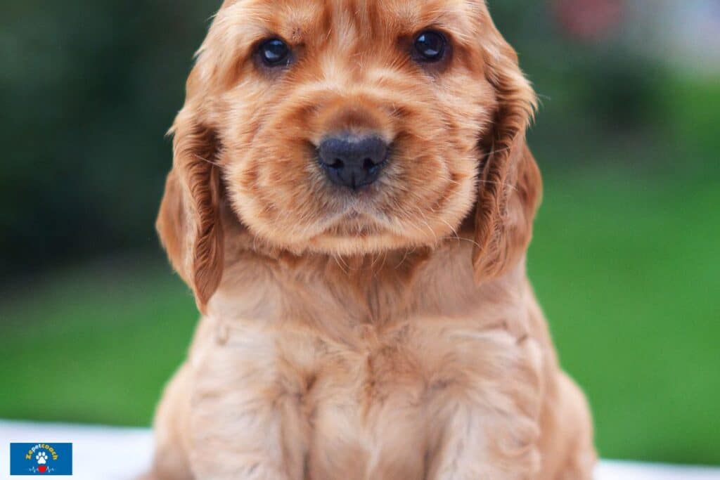 chiot cocker spaniel anglais