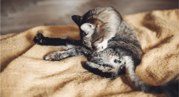 Comprendre la cystite chez le chat