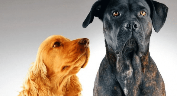 Découvrez 2 races de chiens à problèmes comportementaux !
