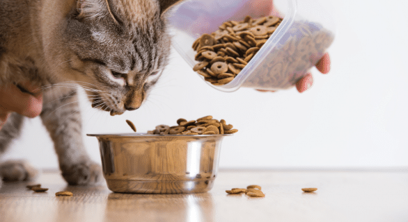 Alimentation du chat ce qu’il faut savoir