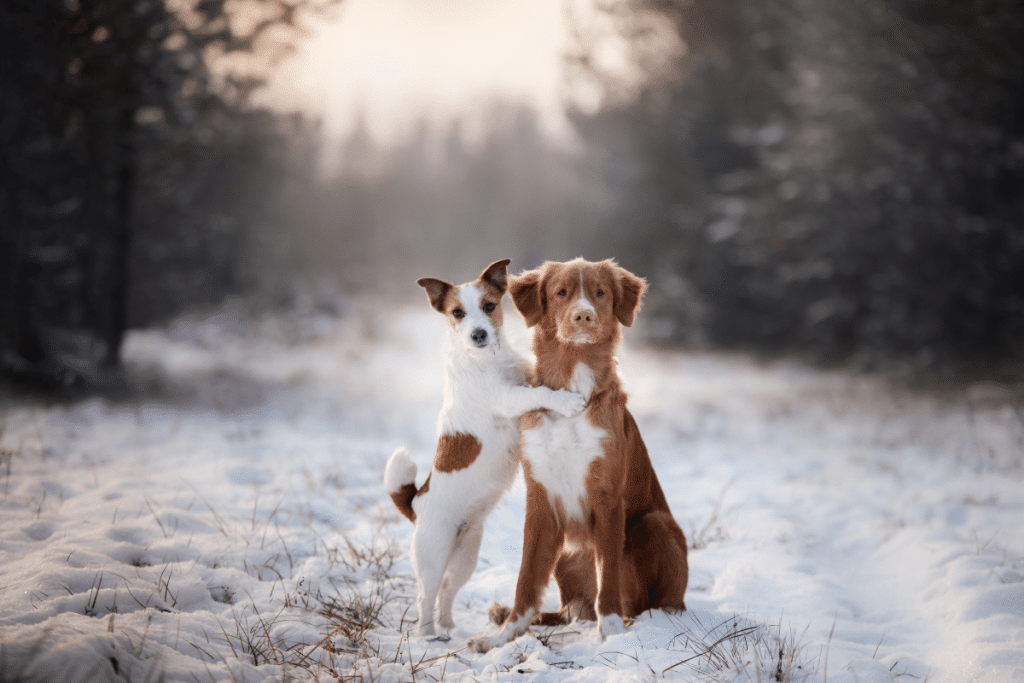 Bien traverser l'hiver pour un chien et un chat nos conseils