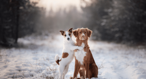 Bien traverser l'hiver pour un chien et un chat nos conseils