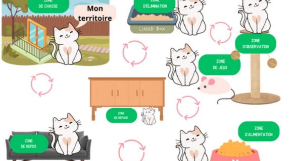 Territoire du chat : attention aux changements