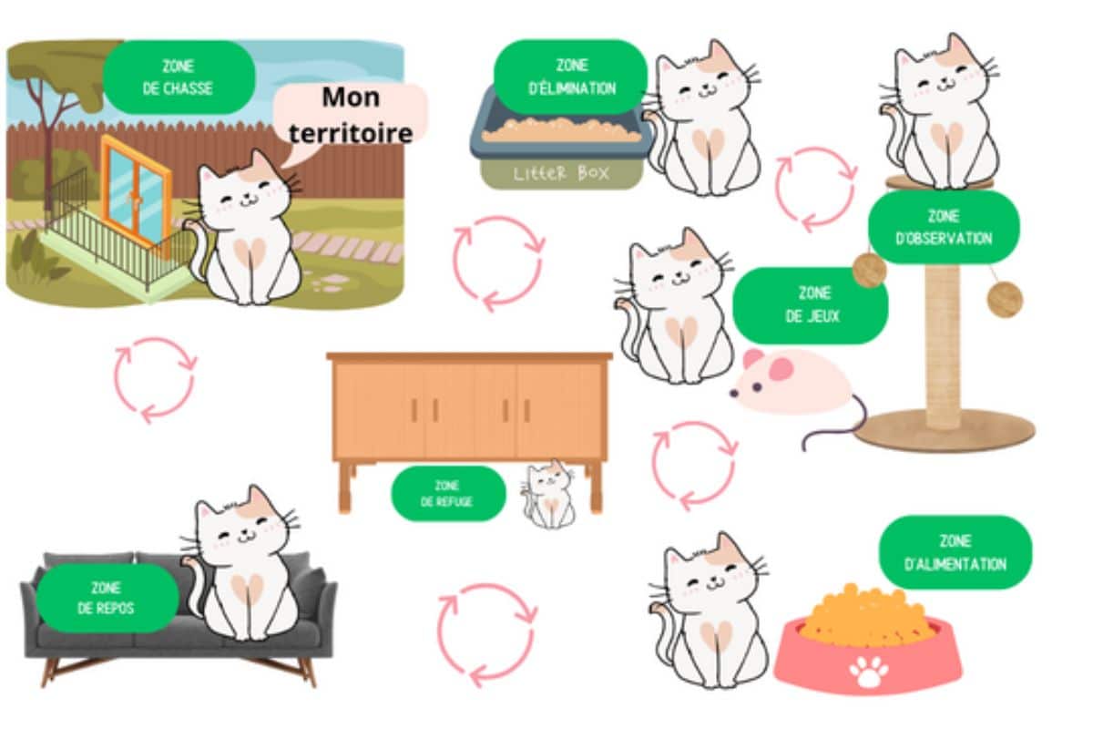 Territoire du chat : attention aux changements