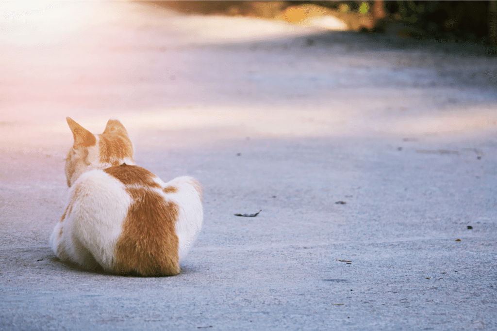 Comprendre le comportement de son chat