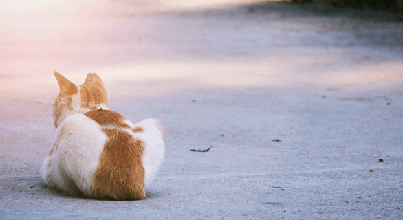Comprendre le comportement de son chat