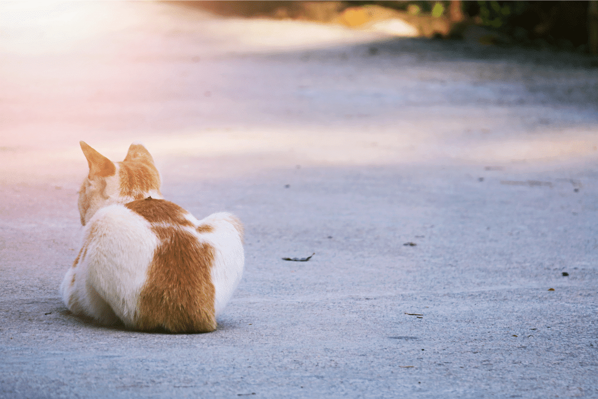 Comprendre le comportement de son chat