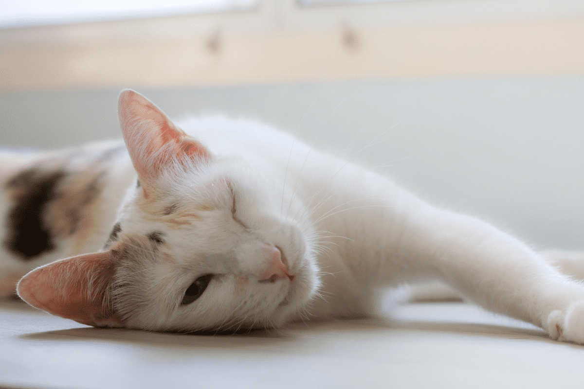 Coryza du chat comment le soigner : causes et traitements