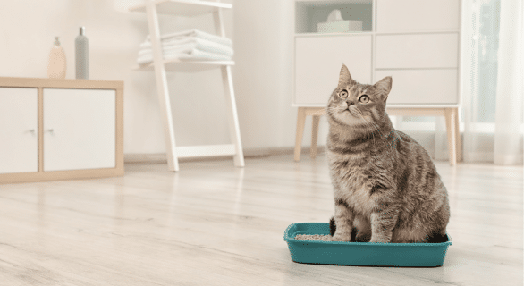 Apprendre la propreté à son chaton