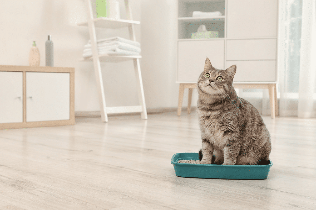 Apprendre la propreté à son chaton