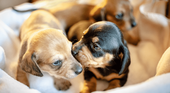 CONSEILS POUR BIEN ACCUEILLIR SON CHIOT