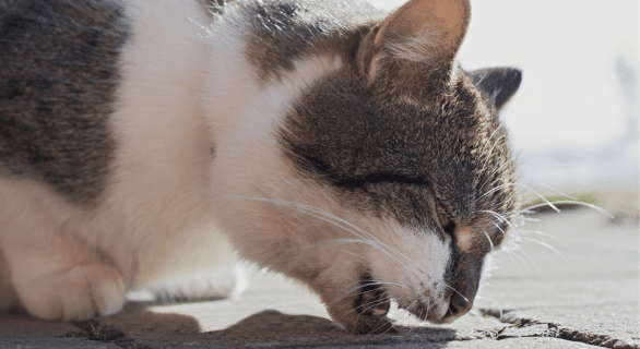 Bien réagir face à aux vomissements chez le chat et le chien