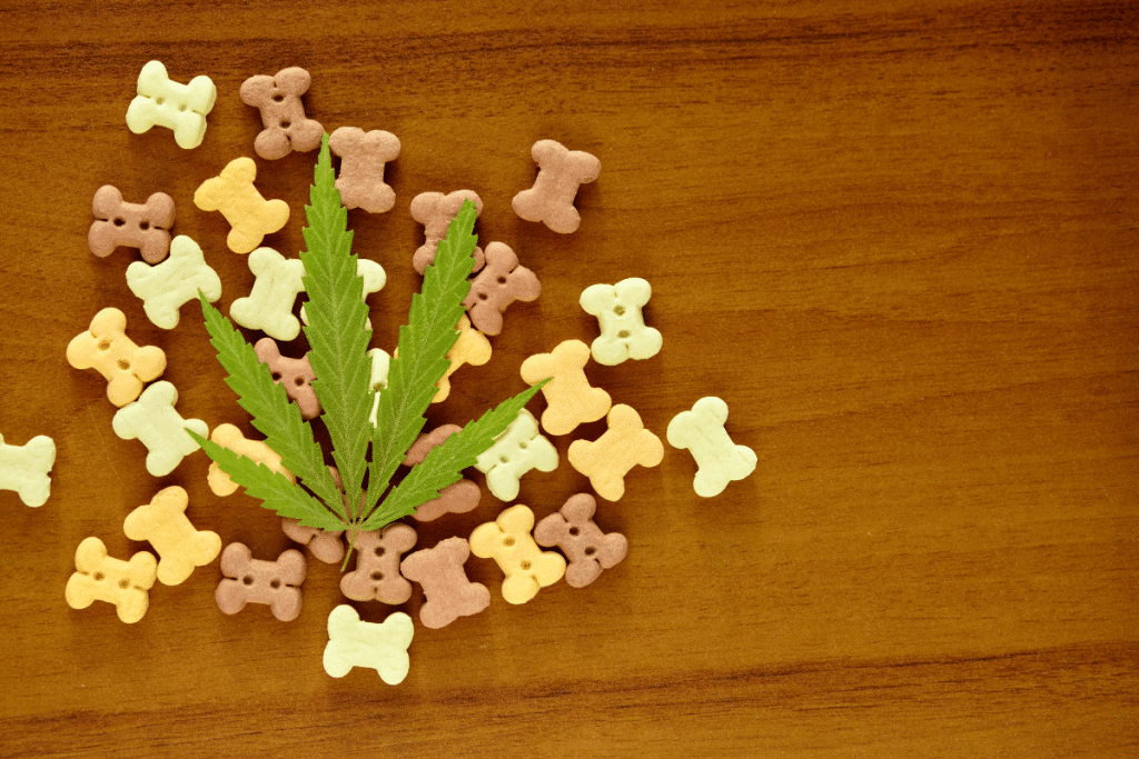 Le CBD peut-il soulager l'arthrose chez un chien ?