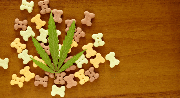 Le CBD peut-il soulager l'arthrose chez un chien ?