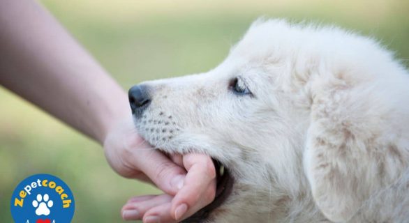 chiot qui mordille les mains signification