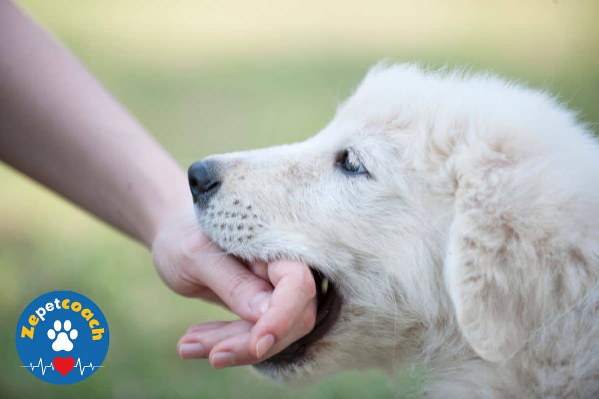 chiot qui mordille les mains signification