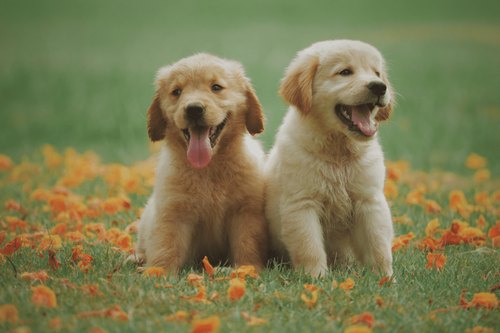 Comment s'occuper de son chiot