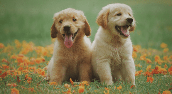 Comment s'occuper de son chiot