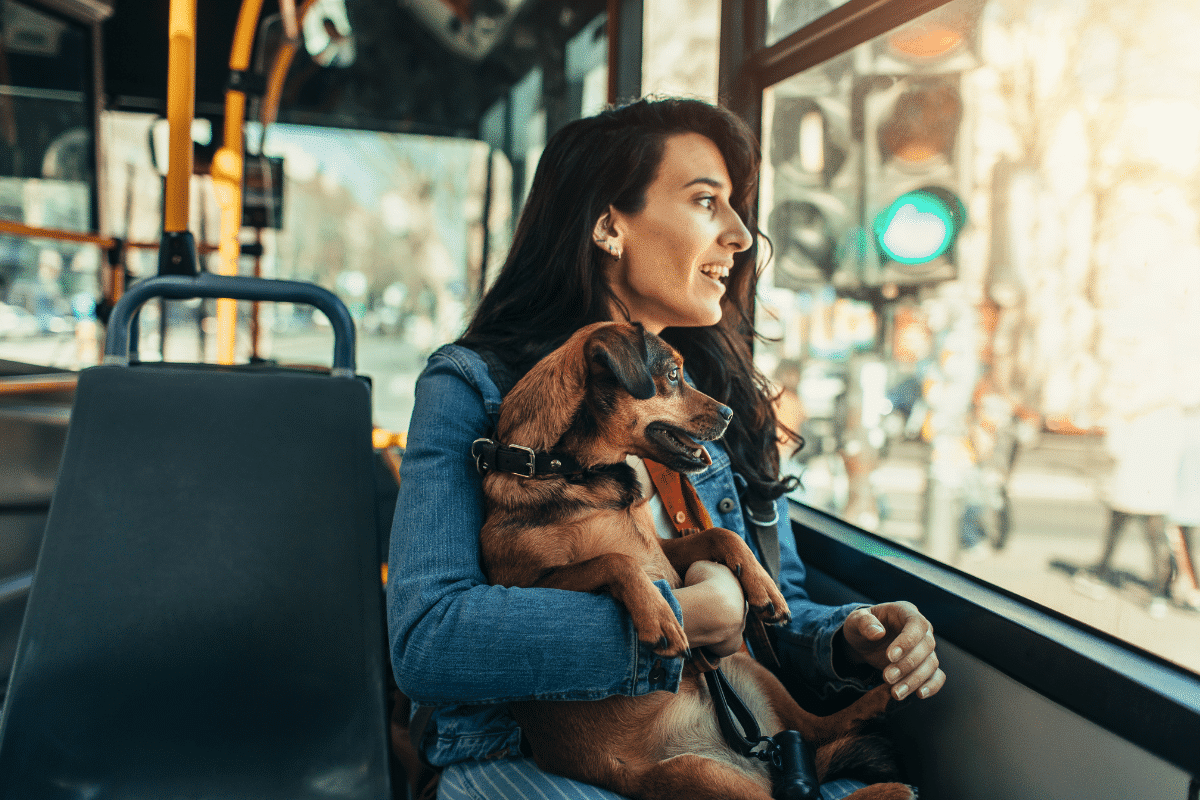 Voyager avec son chien dans les transports