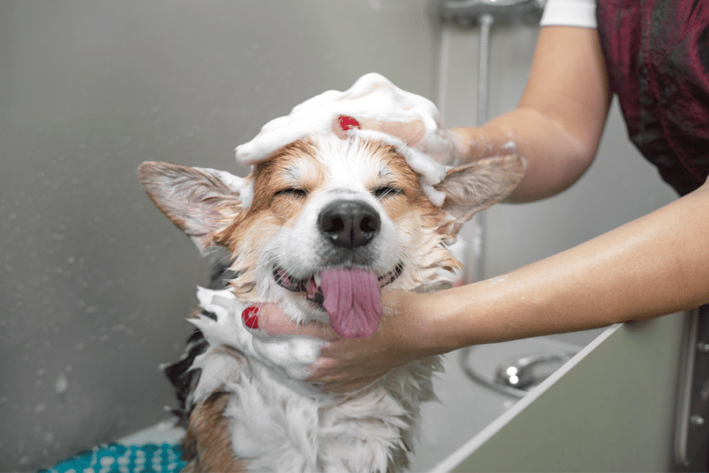 Comment couper les poils d'un chien