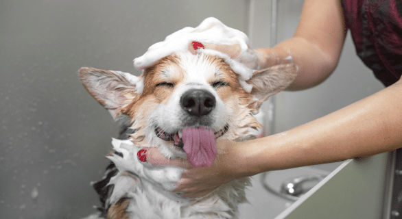 Comment couper les poils d'un chien
