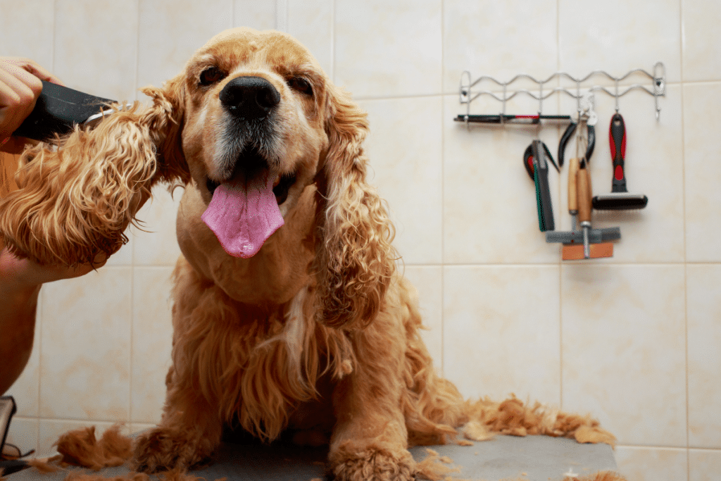 Comment démêler son chien sans lui faire mal