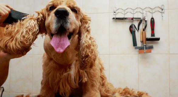 Comment démêler son chien sans lui faire mal