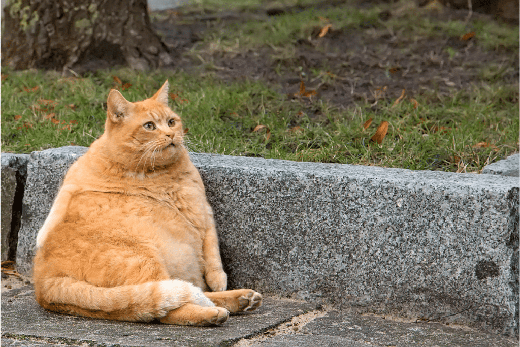 Comment faire maigrir son chat ?