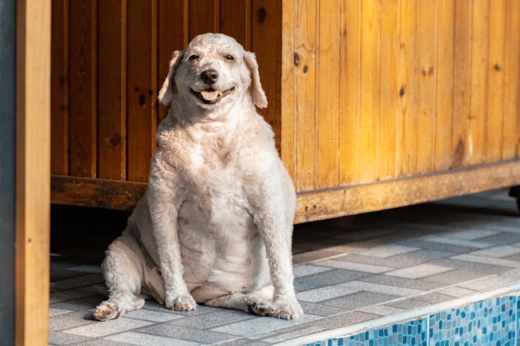 Comment savoir si votre chien est en surpoids