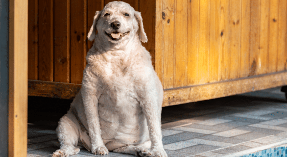 Comment savoir si votre chien est en surpoids