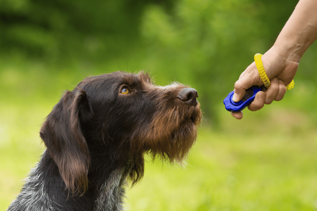 Comment utiliser un clicker avec un chien