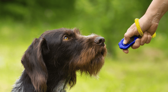 Comment utiliser un clicker avec un chien