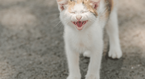 Comprendre le langage des chats