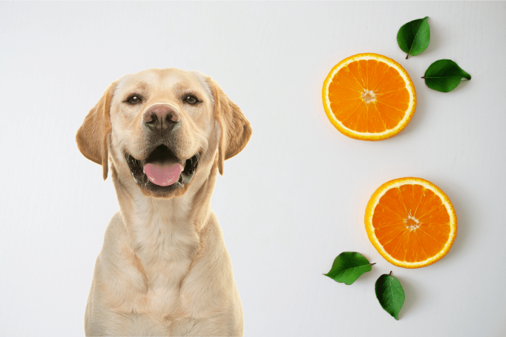 Cures de vitamine C : pour les animaux aussi !