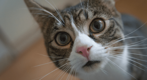 Dermatoses du chat : vérifiez sa peau régulièrement !