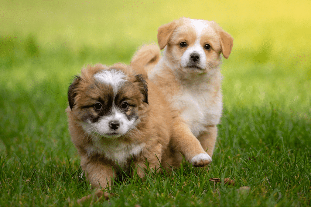 Développement du chiot
