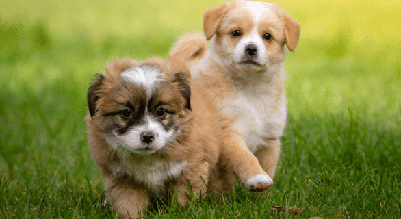 Développement du chiot