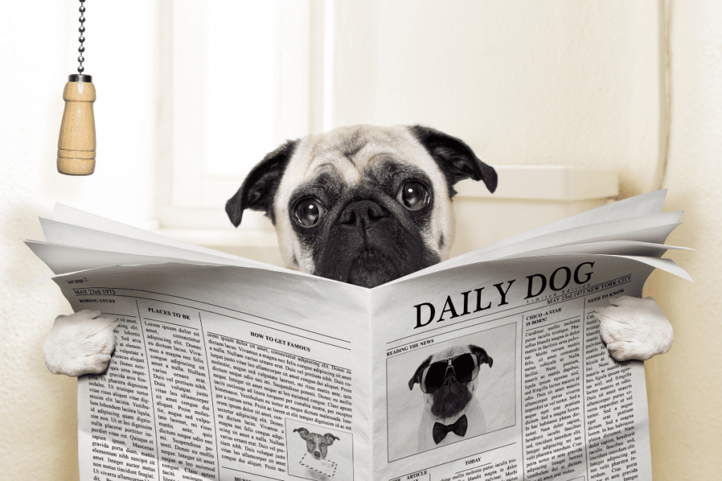 Chiens et chats : bien réagir face à une diarrhée bégnine