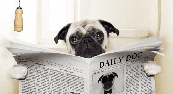 Chiens et chats : bien réagir face à une diarrhée bégnine