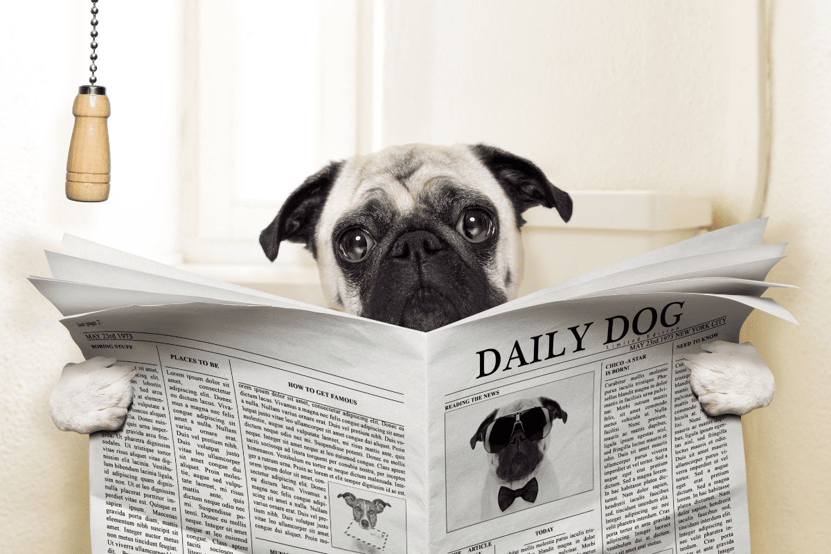 Chiens et chats : bien réagir face à une diarrhée bégnine