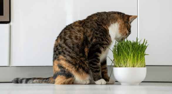 Éliminer les boules de poils chez le chat