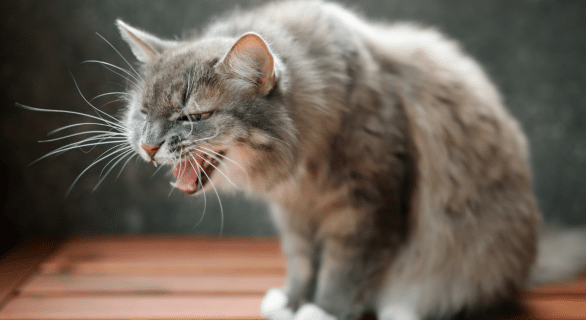 Comment gérer un chat agressif ?