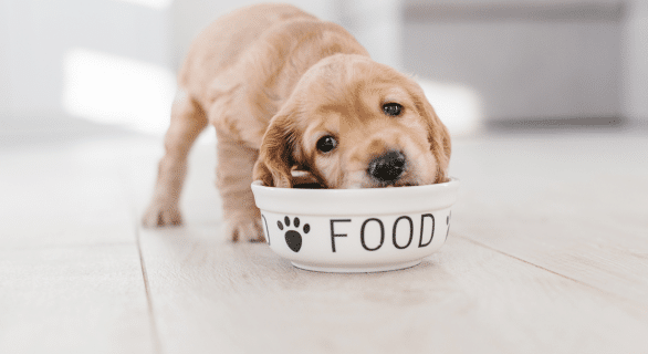 Faut-il des glucides dans la gamelle d'un chien et d'un chat ?