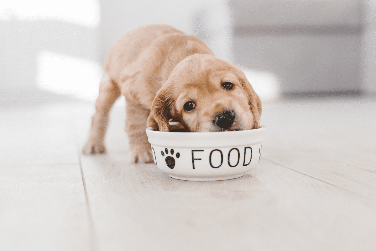 Faut-il des glucides dans la gamelle d'un chien et d'un chat ?