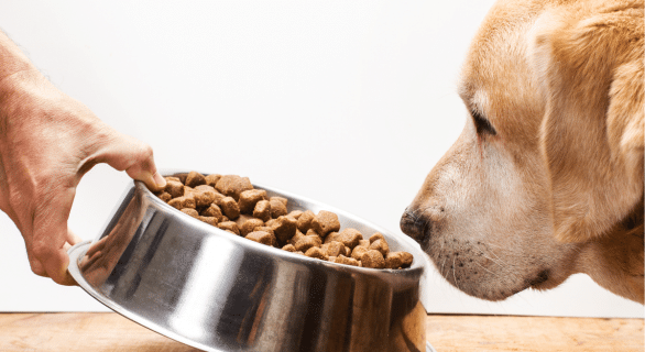 Alimentation du chien, ce qu’il faut savoir