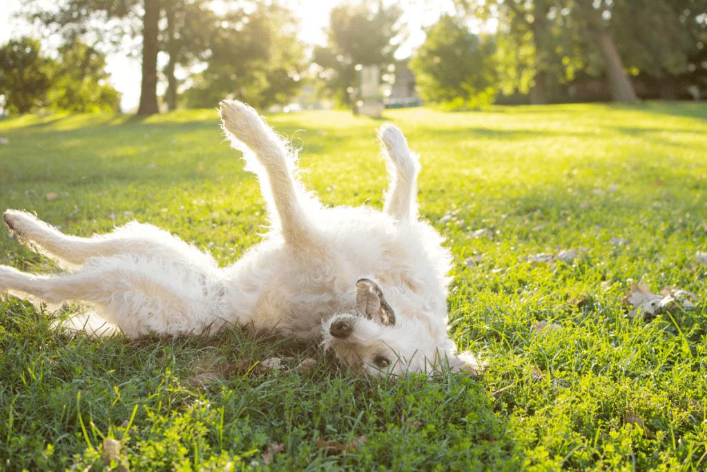 Guide pour comprendre les chiens