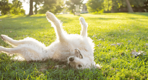 Guide pour comprendre les chiens