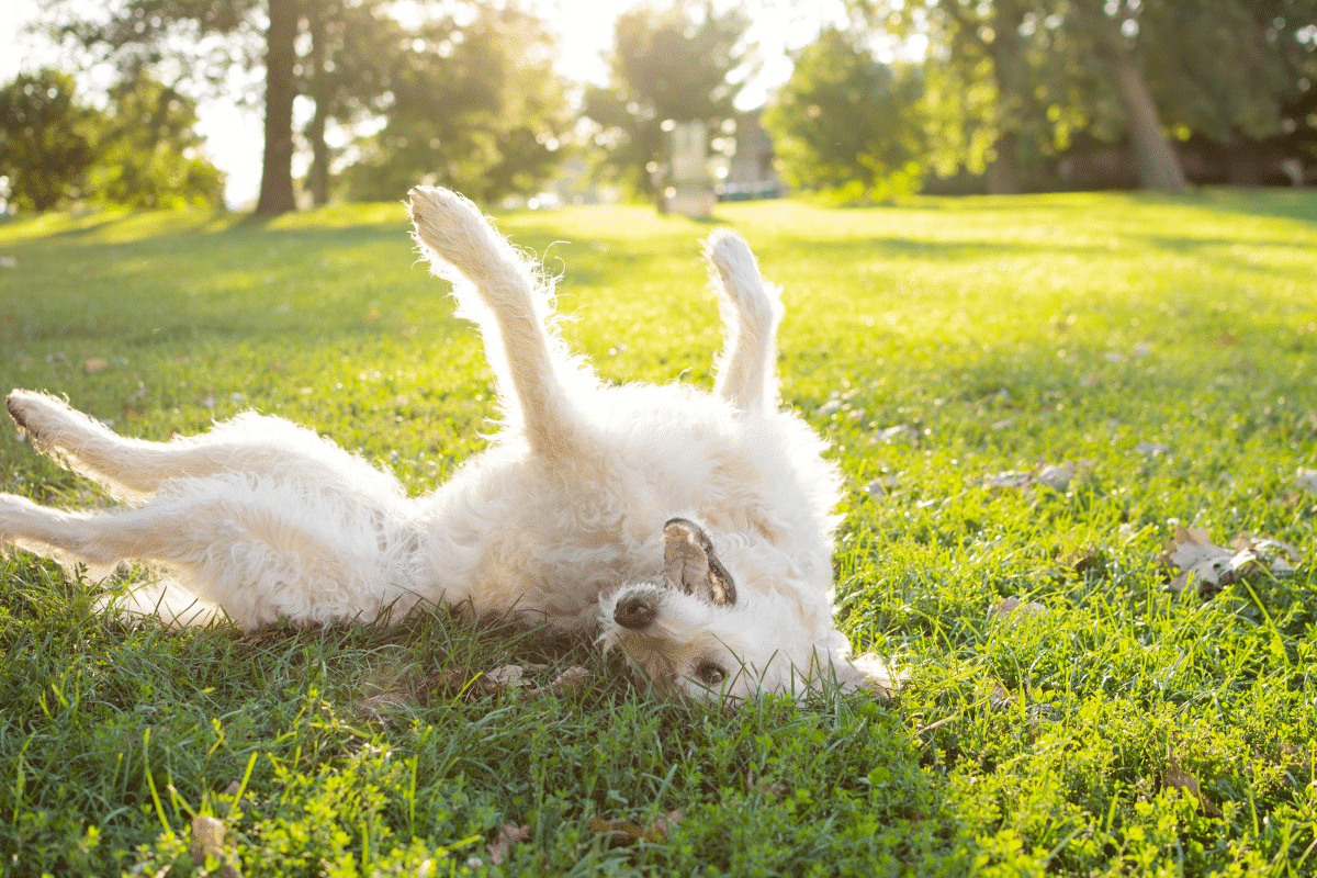 Guide pour comprendre les chiens