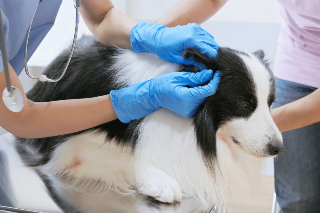 Hygiène des oreilles du chien et du chat